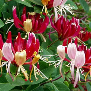 Wiciokrzew Nowa Serotina Lonicera