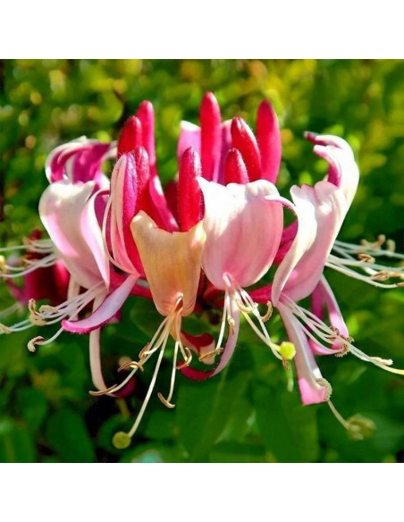 Serotina Lonicera Wiciokrzew Nowa