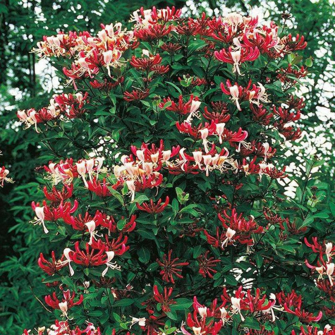 Nowa Wiciokrzew Serotina Lonicera