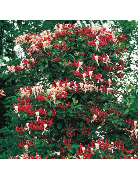 Nowa Wiciokrzew Serotina Lonicera