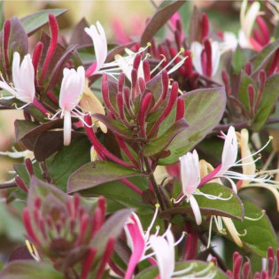 Purpurea Lonicera Wiciokrzew japoński