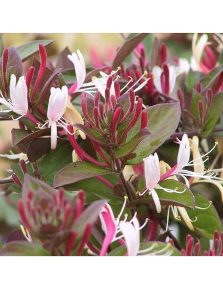 Purpurea Lonicera Wiciokrzew japoński