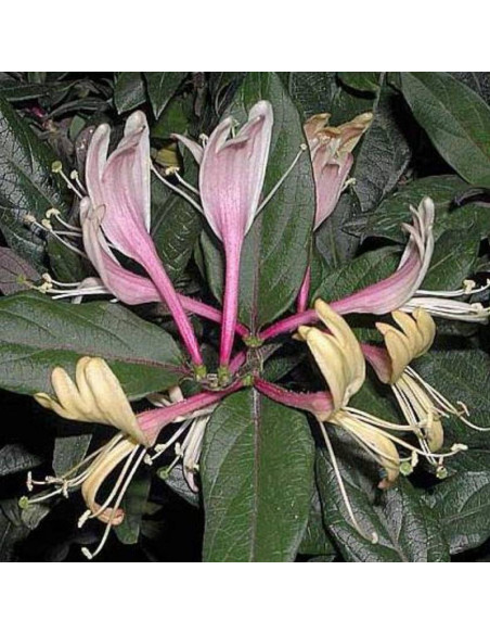 Wiciokrzew japoński Purpurea Lonicera