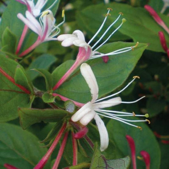 Japoński wiciokrzew Purpurea Lonicera