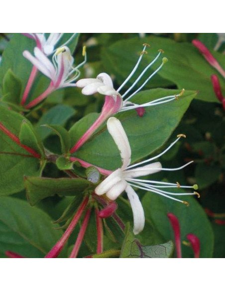 Japoński wiciokrzew Purpurea Lonicera