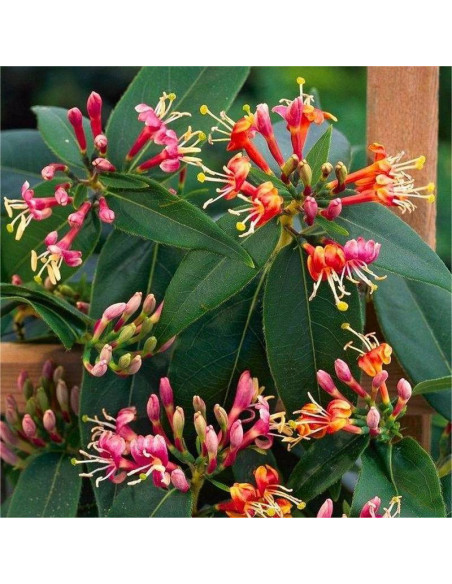 Wiciokrzew Henryi Lonicera