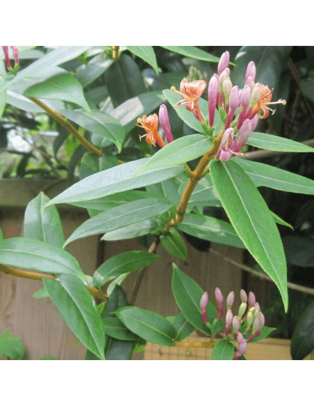 Henryi Lonicera Wiciokrzew