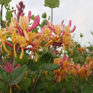 Wiciokrzew Hekrotti Lonicera