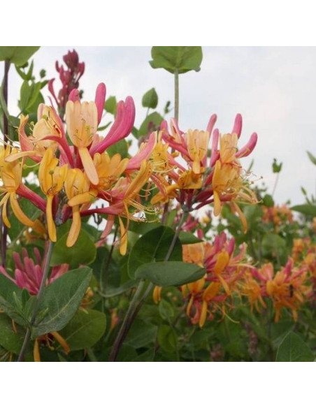 Wiciokrzew Hekrotti Lonicera