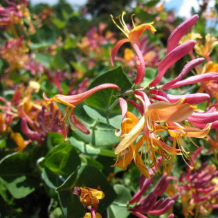 Wiciokrzew Hekrotti Lonicera 2