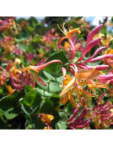 Hekrotti Lonicera Wiciokrzew