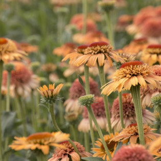 Jeżówka Supreme Cantaloupe Echinacea 2