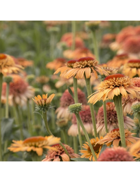 Supreme Cantaloupe Jeżówka Echinacea