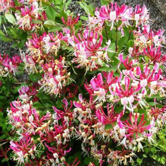 Wiciokrzew Lonicera Hekrotti