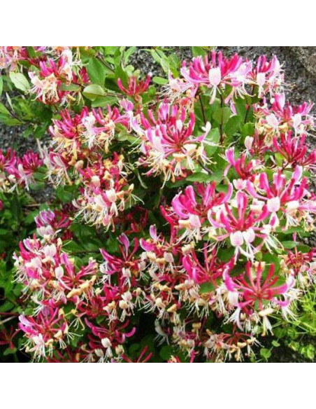 Wiciokrzew Lonicera Hekrotti