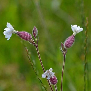 Weisskehlchen Silene uniflora Lepnica nadmorska