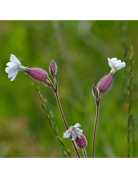 Weisskehlchen Silene uniflora Lepnica nadmorska