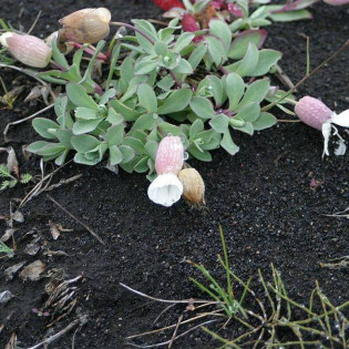 Weisskehlchen Silene uniflora Lepnica nadmorska 2