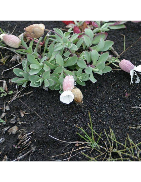 Lepnica nadmorska Weisskehlchen Silene uniflora