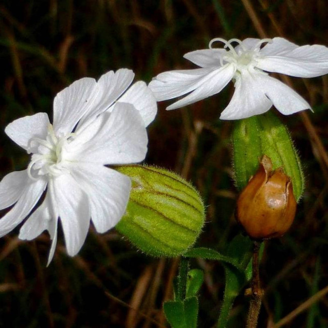 Lepnica nadmorska Silene uniflora Weisskehlchen
