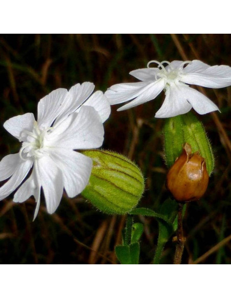 Lepnica nadmorska Silene uniflora Weisskehlchen