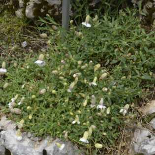Silene uniflora Lepnica nadmorska
