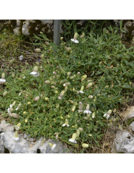 Silene uniflora Lepnica nadmorska
