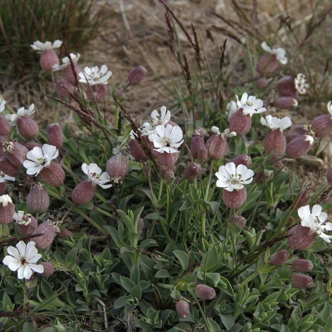 Lepnica nadmorska Silene uniflora