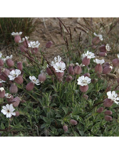 Lepnica nadmorska Silene uniflora