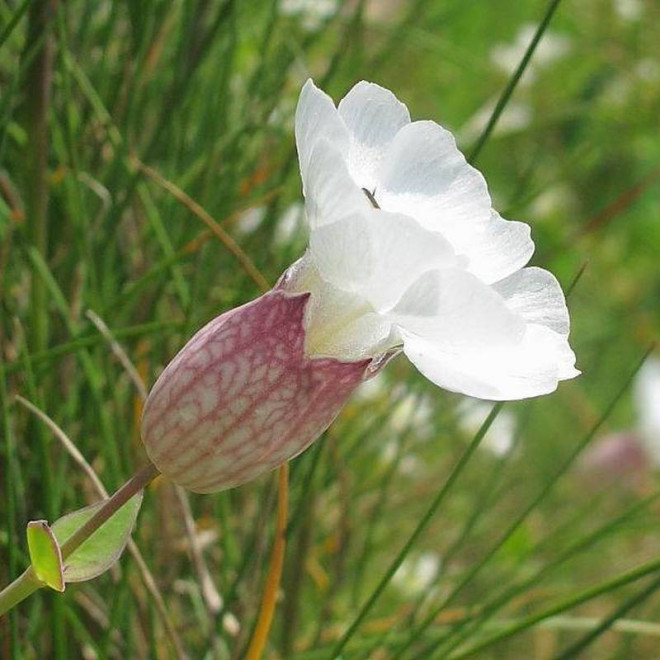 Nadmorska lepnica Silene uniflora