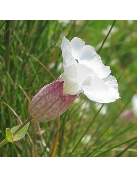 Nadmorska lepnica Silene uniflora