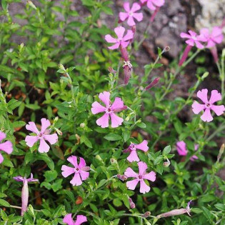 Lepnica szafta Silene schafta