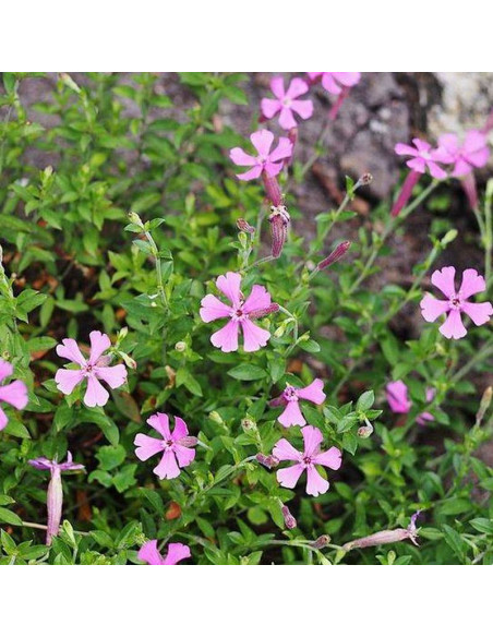 Lepnica szafta Silene schafta