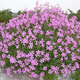 Lepnica szafta Silene schafta 2