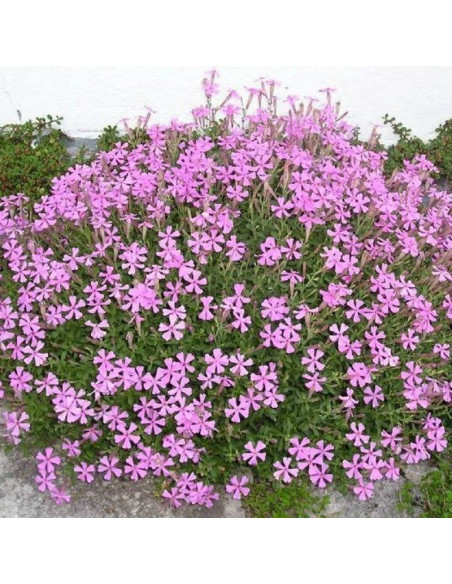 Silene schafta Lepnica szafta