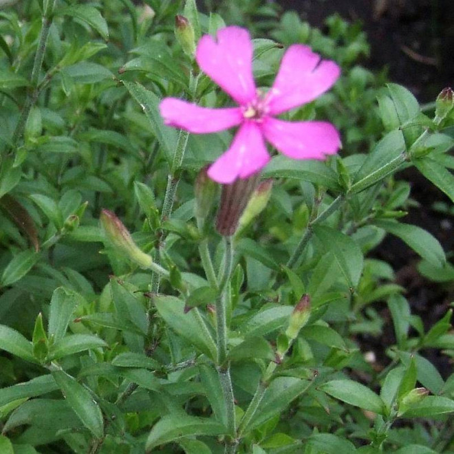 Szafta lepnica Silene schafta