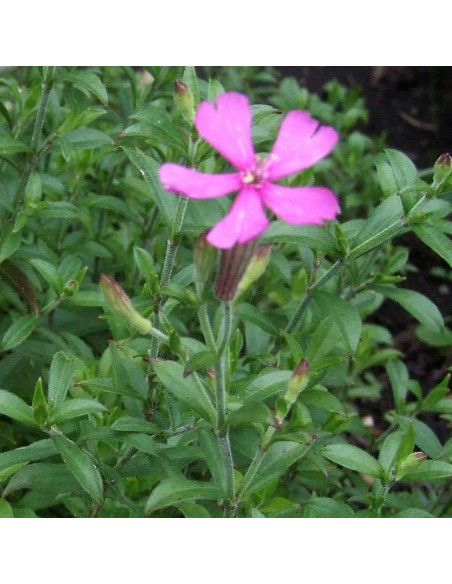 Szafta lepnica Silene schafta