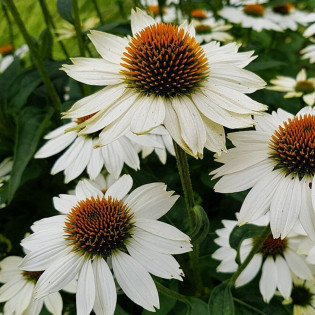 Jeżówka White Swan Echinacea