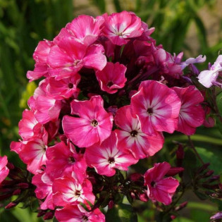 Favorite Silene dioica Lepnica Rolly's