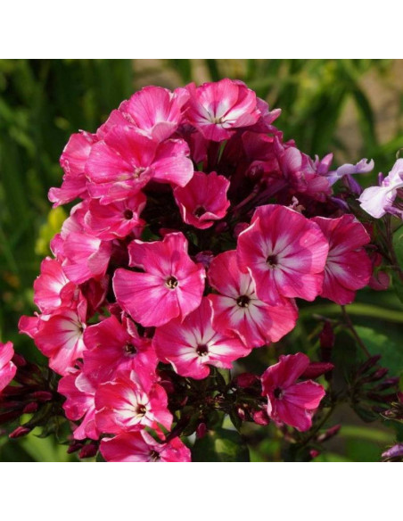 Favorite Silene dioica Lepnica Rolly's