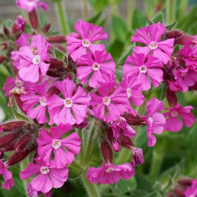 Lepnica Rolly's Favorite Silene dioica