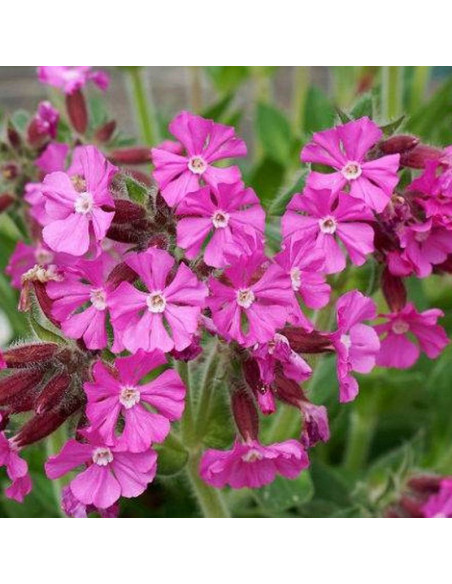 Lepnica Rolly's Favorite Silene dioica