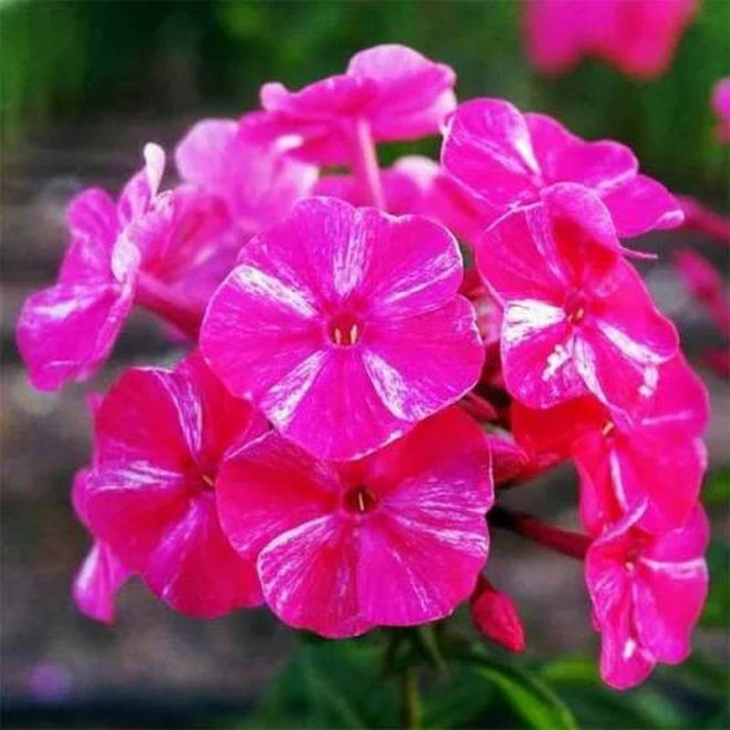 Lepnica Rolly's Silene dioica Favorite