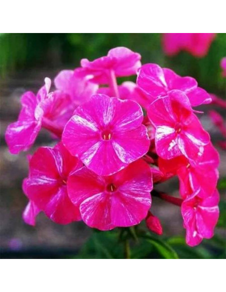 Lepnica Rolly's Silene dioica Favorite