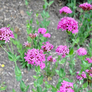 Lepnica zwarta Silene compacta 2