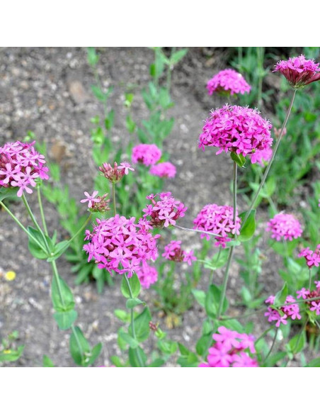 Silene compacta Lepnica zwarta
