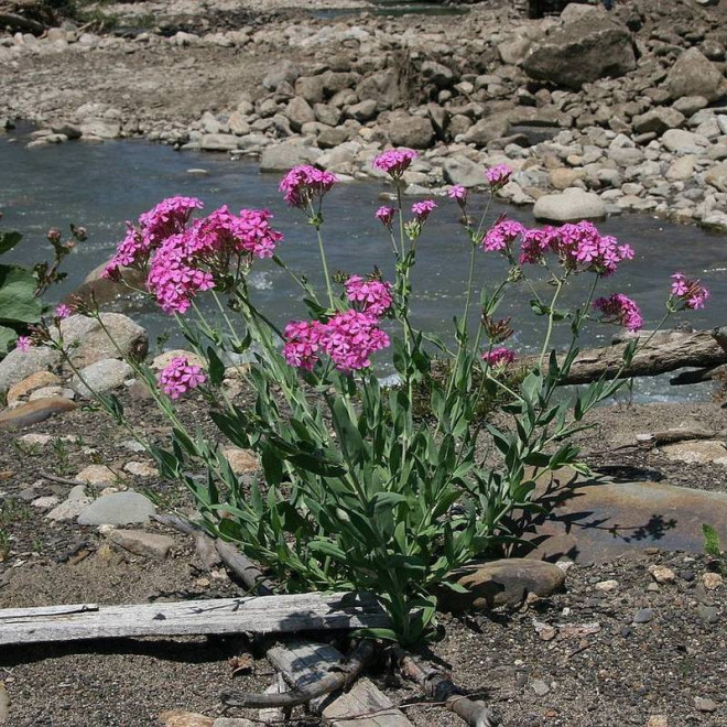 Zwarta lepnica Silene compacta