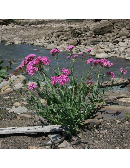 Zwarta lepnica Silene compacta