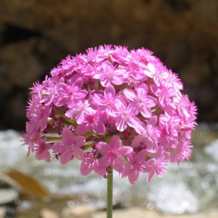 Lepnica zwarta Silene compacta