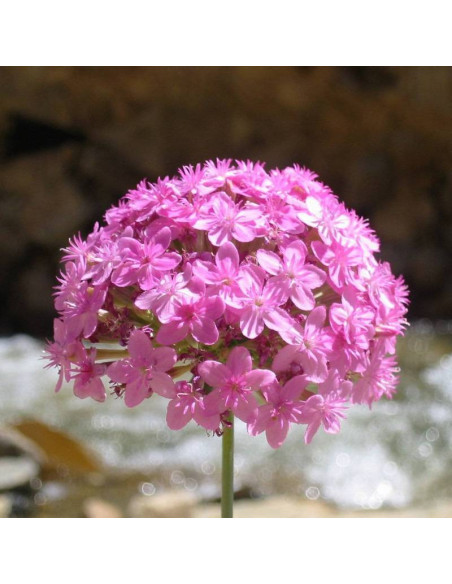 Lepnica zwarta Silene compacta